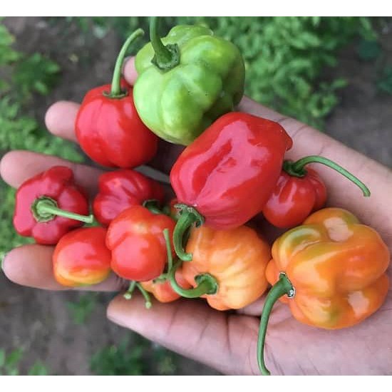 Hạt Giống Ớt Siêu Cay Habanero ( Nhập Khẩu Mỹ )