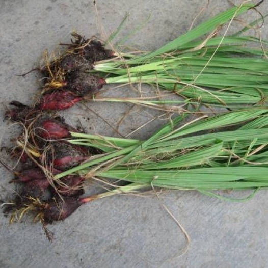 Sâm Đại Hành  sp9