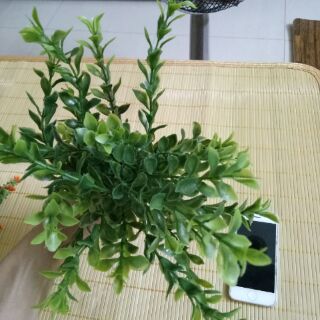 Lá ngâu nhựa