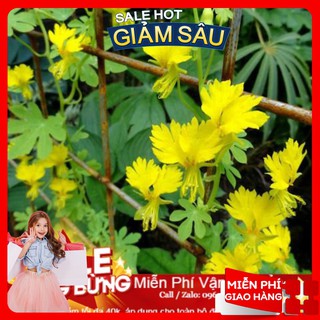 Hạt giống hoa cánh phượng - 4 hạt / gói