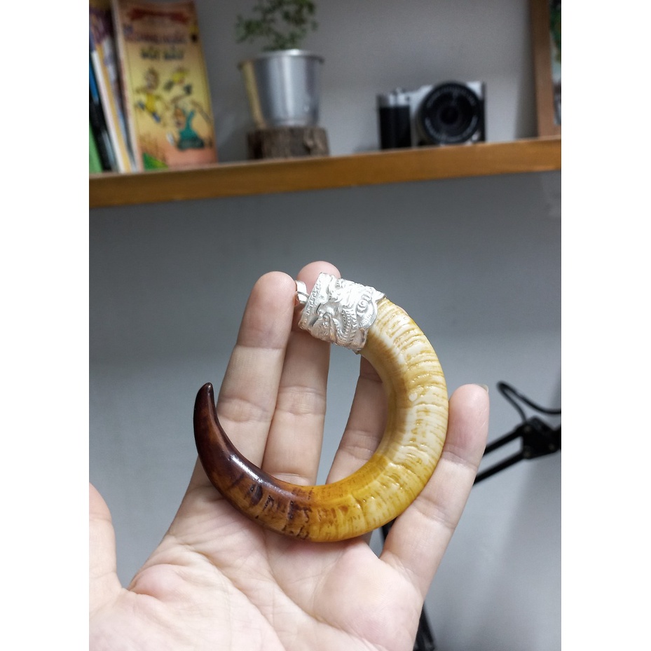 Nanh heo nhân tạo cong chữ C chụp bạc