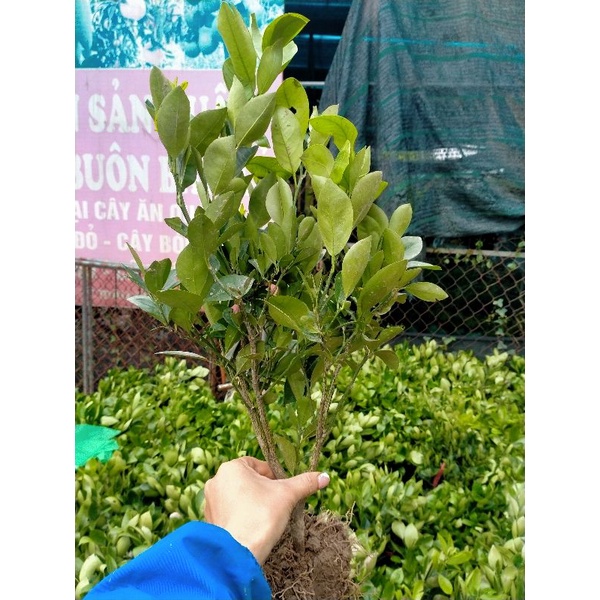 CÂY QUẤT  GIỐNG CHUẨN BỊ CHO HOA