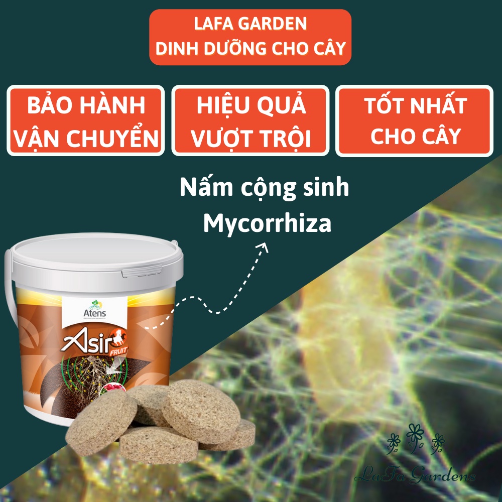 Nấm rễ cộng sinh mycorrhiza asir-fruit, viên nấm rễ sử dụng cho cây lâu năm có chứa những vi sinh vật có ích