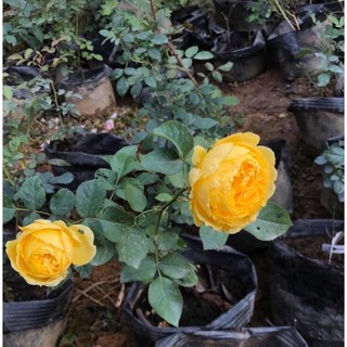 Cây hoa hồng Catalina