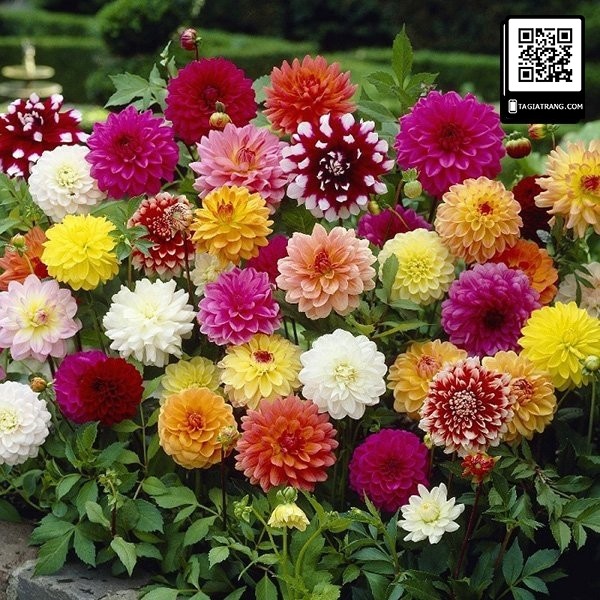Hạt giống hoa thược dược tổ ong mix 50 hạt - tặng kèm 3 viên nén kích thích ươm hạt giống