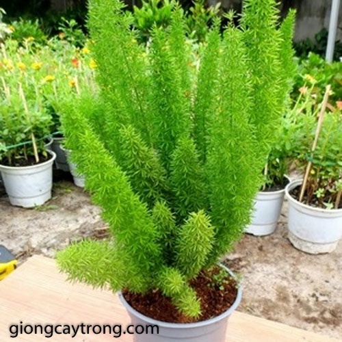Hạt giống tùng đuôi chồn ,trúc thiên môn-1 gói 5 hat