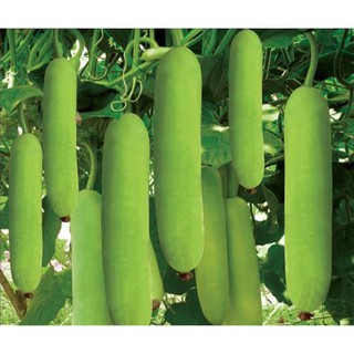 Hạt Giống Bầu F1 CN 0214 10 hạt/gói - Sinh Trưởng Mạnh, Trồng Quanh Năm, Quả Dài Và Xanh, Tốt Cho Sức Khoẻ