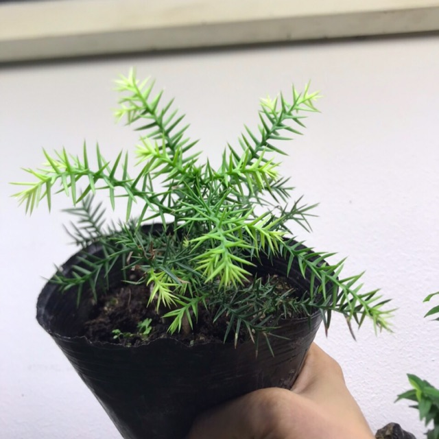 cây thiên môn tùng set hồ bán cạn, non bộ, terrarium