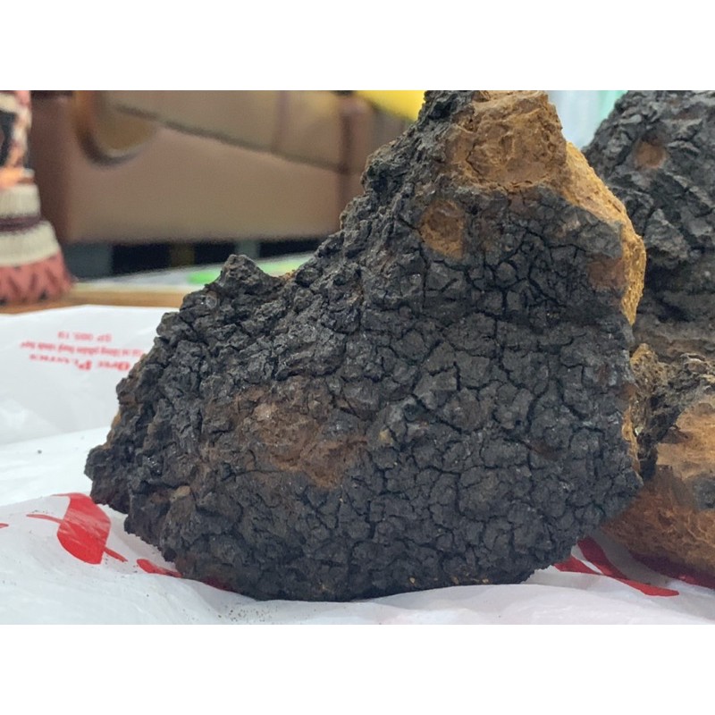 Nấm Chaga Siberia - Nga