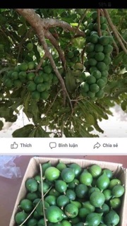Mắc Ca Sạch Nứt Vỏ Lai Châu (1kg /300k)