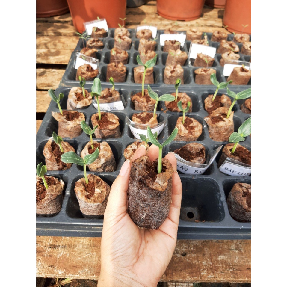 Viên nén xơ dừa chất lượng cao - dùng để ươm hạt thay cho bầu ươm