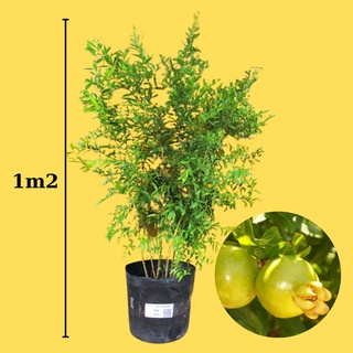 CÂY GIỐNG LỰU BẠCH MINI [ TRỒNG CHẬU ĐƯỢC, HÌNH THẬT ].