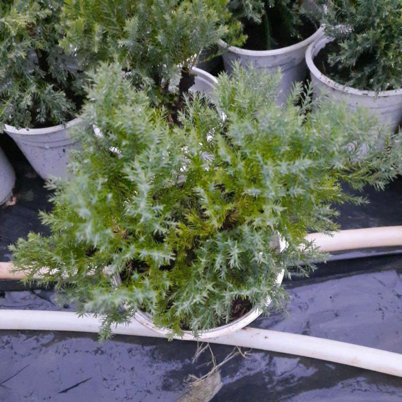 Cây tùng bồng lai - cây phong thủy trồng bonsai | BigBuy360 - bigbuy360.vn