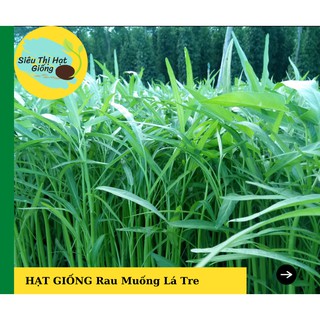  [Seeds] Hạt Giống Rau Muống Lá Tre 50gr