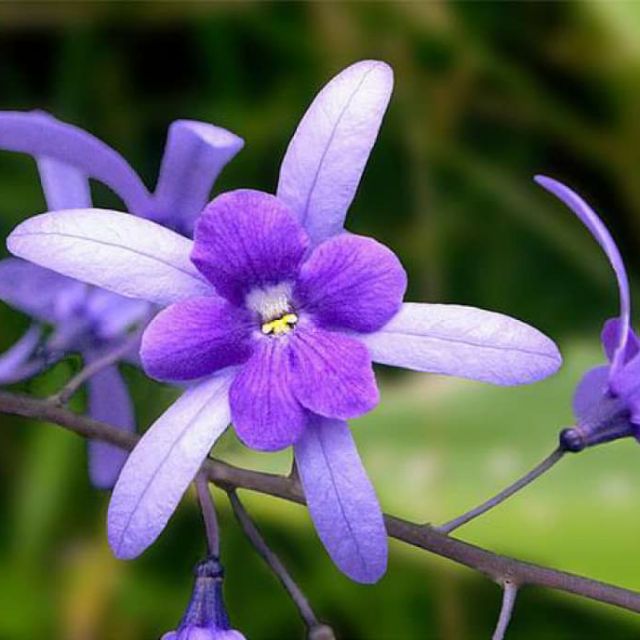 CÂY GIỐNG HOA MAI XANH