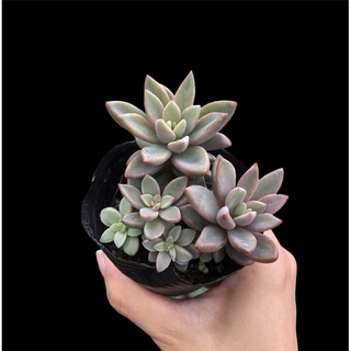 SEN ĐÁ GIỐNG MỚI ( Echeveria Manaudes)