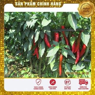 Hạt Giống Ớt Chỉ Địa Thái Lan - 30 hạt