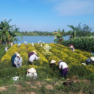 Combo 3 lọ trà hoa cúc sấy lạnh
