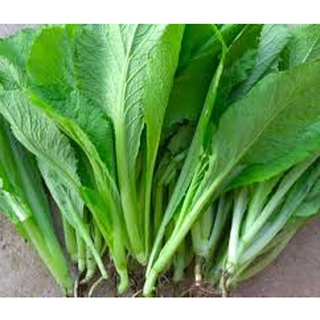 HẠT GIỐNG RAU CẢI NGỌT