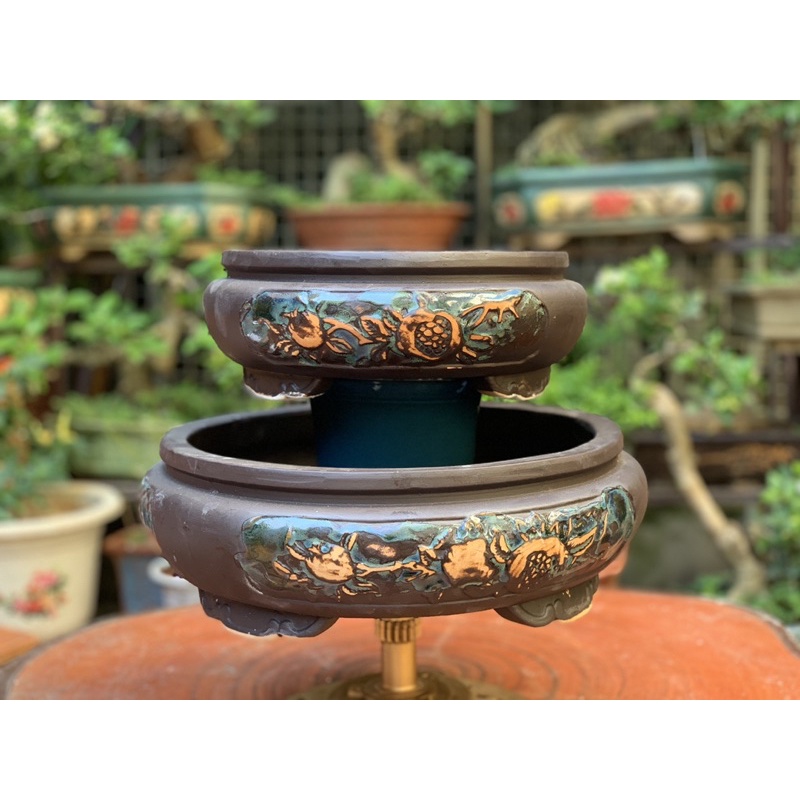 Ang tròn trồng cây bonsai = 389K