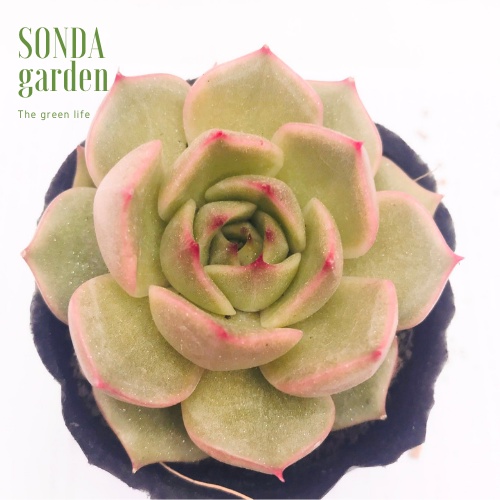 Sen đá đế vương xám SONDA GARDEN size bé 5-8cm, xuất xứ Đà Lạt, khoẻ đẹp, lỗi 1 đổi 1