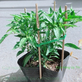 Bụi ớt xiêm