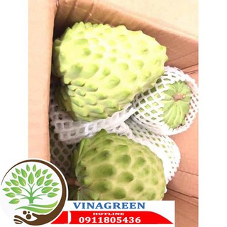 CÂY NA DỨA ĐÀI LOAN