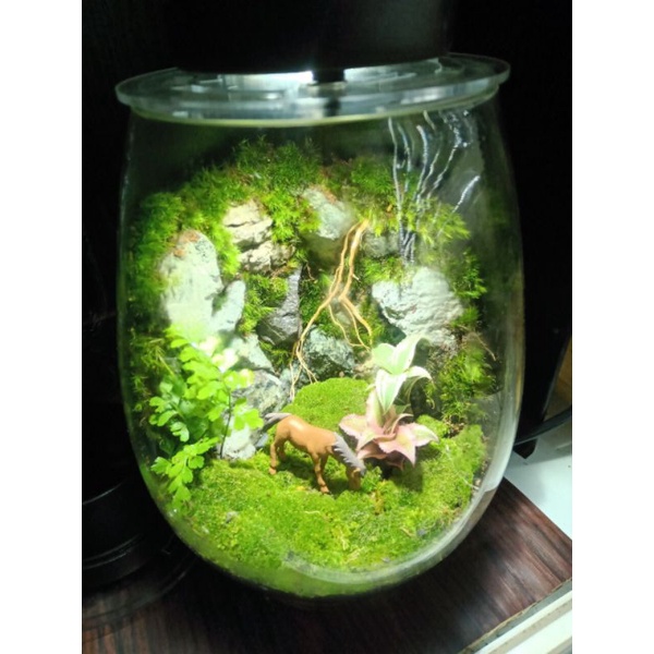 Bình tiểu cảnh Terrarium dùng trang trí bàn làm việc, học tập, quà tặng....