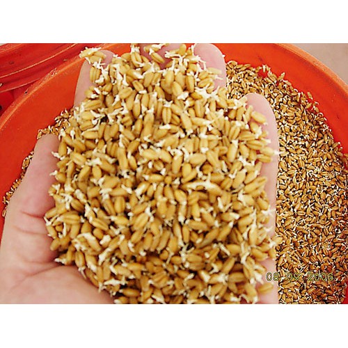 hạt giống cỏ lúa mỳ - lúa mạch 1kg
