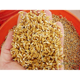 [Túi Lớn 1Kg] Hạt Giống Mầm Lúa Mạch Tâm Nông, lúa mì Dễ Trồng