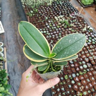 Lan Hồ Điệp lá biên