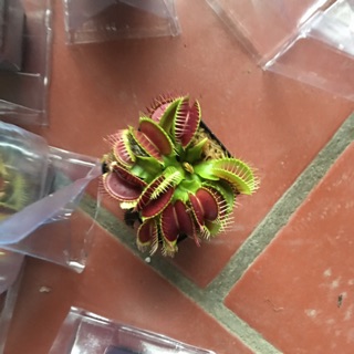 Combo nắp ấm và bẫy kẹp - cây bắt mồi