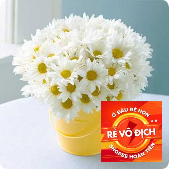 100h hạt giống hoa cúc chi trắng- 60cm shasta (Chrysanthemum) TRỢ GIÁ