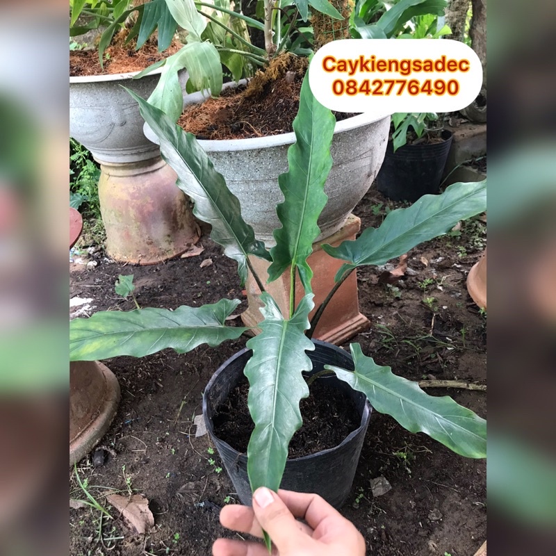 caykiengsadec - Cây alocasia môn thiên đường - tặng phân bón - trang trí nội thất cảnh quan sân vườn ngoài trời