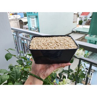 《CHAT TRƯỚC VỚI SHOP》Pate Heo Basa chuyên dùng cho boss bị nấm