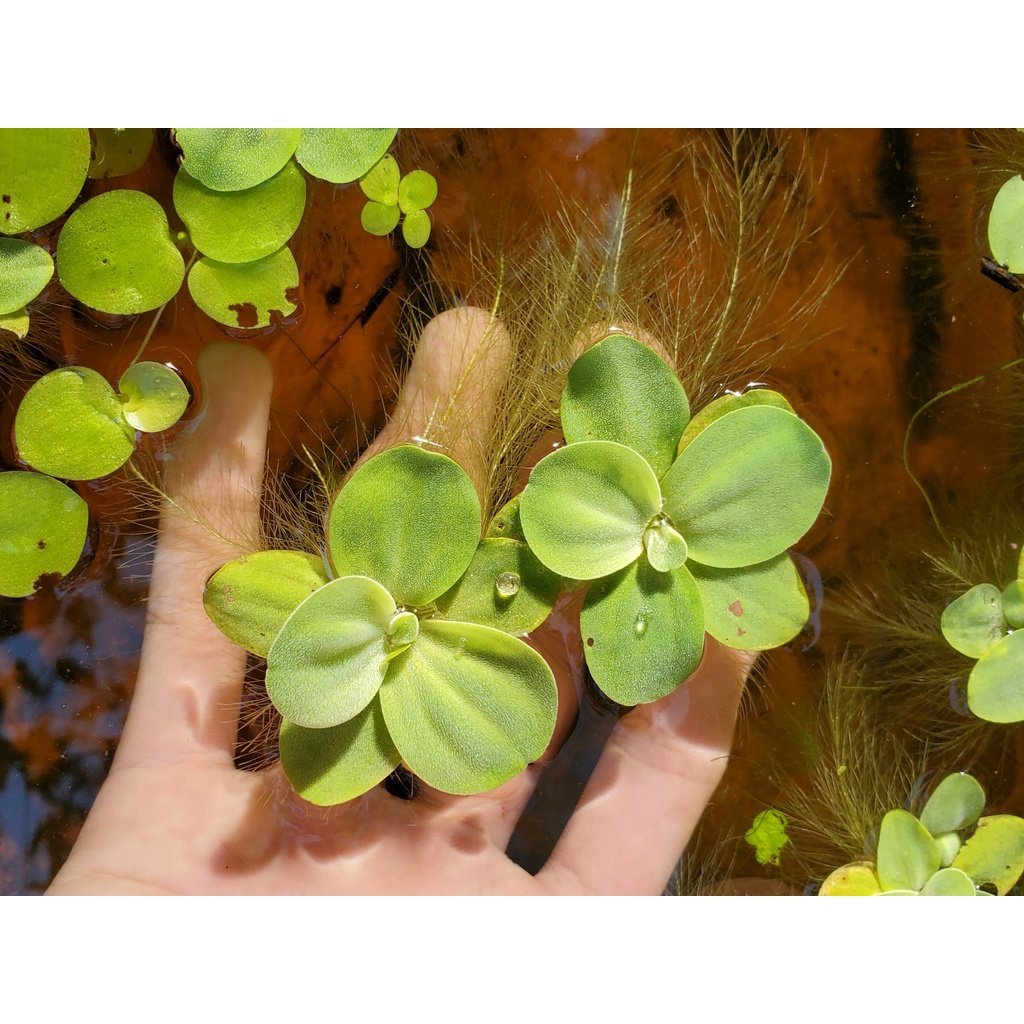 1 nhánh bèo cái lọc nước rễ dài trang trí bể thủy sinh cá cảnh