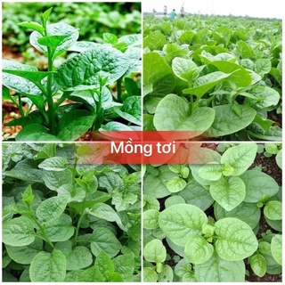 Hạt giống rau mồng tơi cao sản, tặng phân bón kích mầm