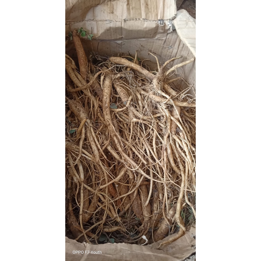 Sâm dây Ngọc Linh - Hàng 15 củ | 1kg