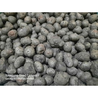 400-500 hạt mini ếch