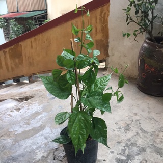 Lan Hoàng dương ( cây trong bầu đen )