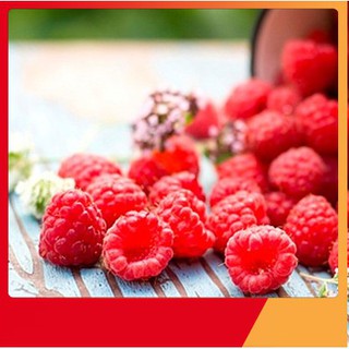 Hạt Giống Quả Mâm Xôi Đỏ [ NẢY MẦM 99 % ]