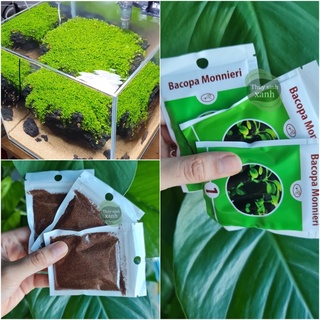 Hạt Giống Cỏ Trân Châu Thủy Sinh Hàng Chuẩn