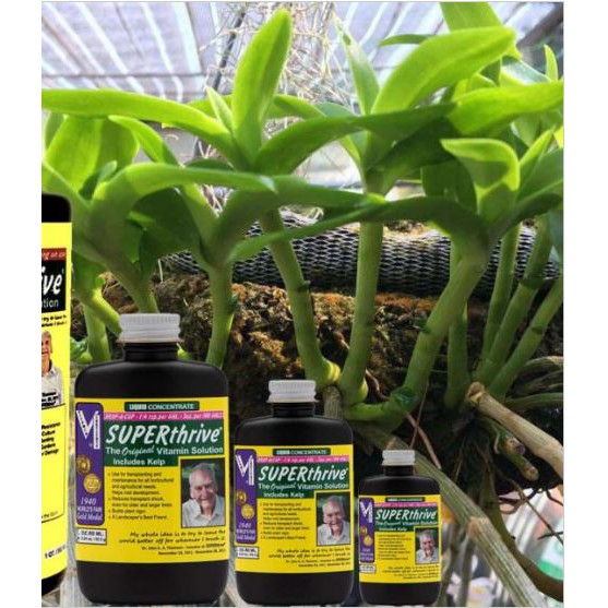 SUPERThrive - Thần dược Super Thrive kích thích tăng trưởng cho Phong Lan, chống sốc khi thay chậu hay di chuyển cây