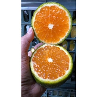 Cam sành chín cây, mỏng vỏ