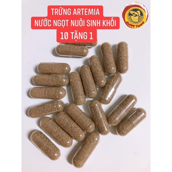 Artemia nước ngọt  nuôi sinh khối không cần sủi oxi