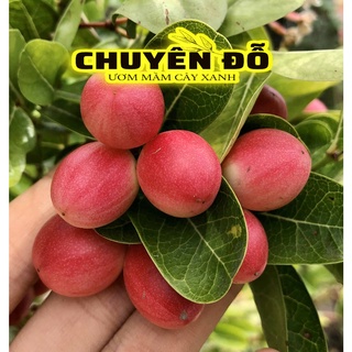 Cây siro, Si rô, cây giống BẦU BỰ