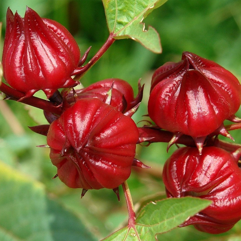 Hạt giống hoa atiso đỏ dễ trồng - Tặng gói hạt ngẫu nhiên