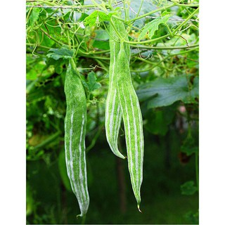 [Seeds] Hạt giống lặc lày ,mướp nhật ,mướp ngọt, đóng gói 2gr (khoảng 10 hạt)