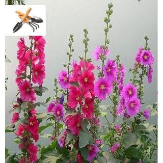 ⚡️HẠT GIỐNG HOA MÃN ĐỈNH HỒNG ĐƠN MIX GÓI 30 HẠT⚡️ TRỒNG HOA TẾT