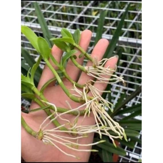 Siêu kích rễ cây hàng Trung Quốc nội địa - polypeptide rooting powder